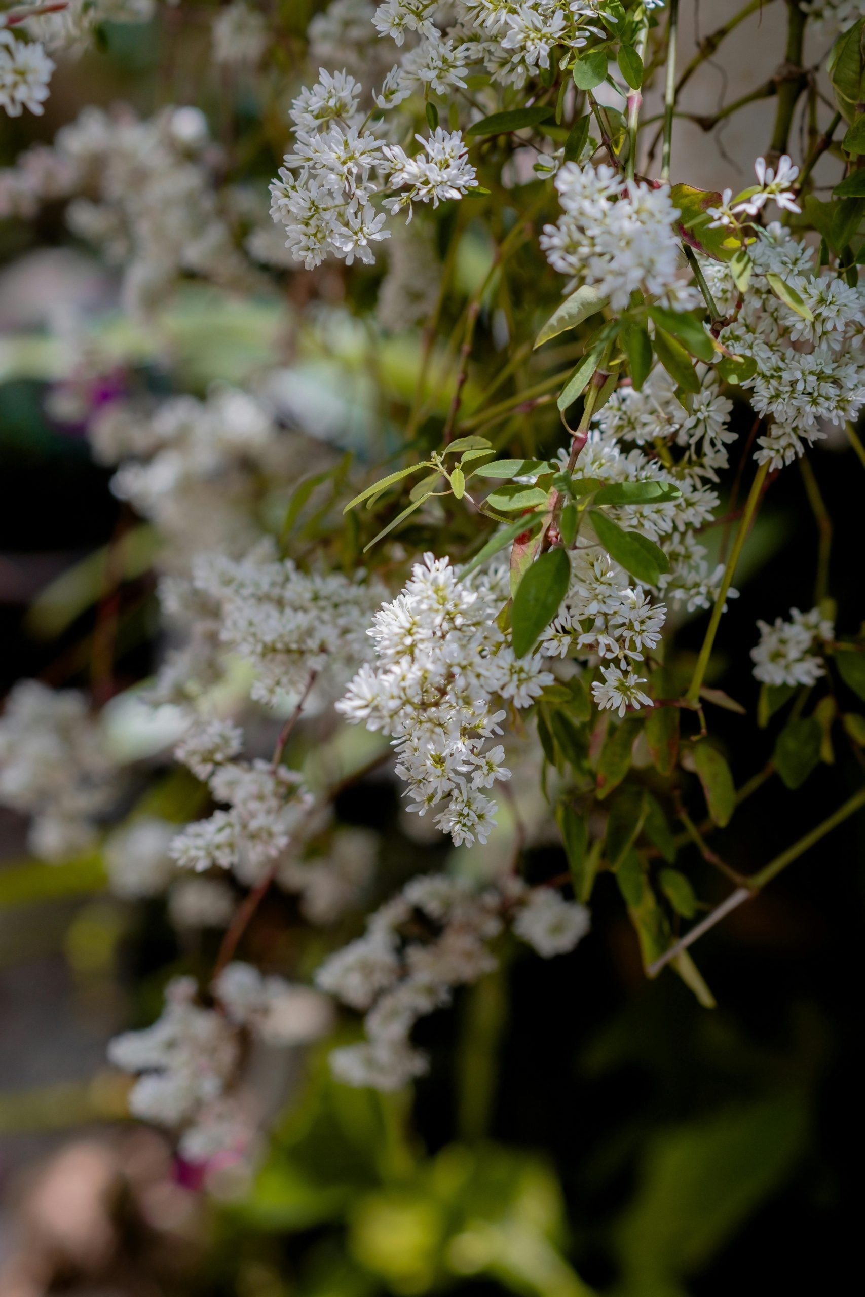 A close-up of delicate white flowers with green leaves basking in sunlight in a lush garden setting.