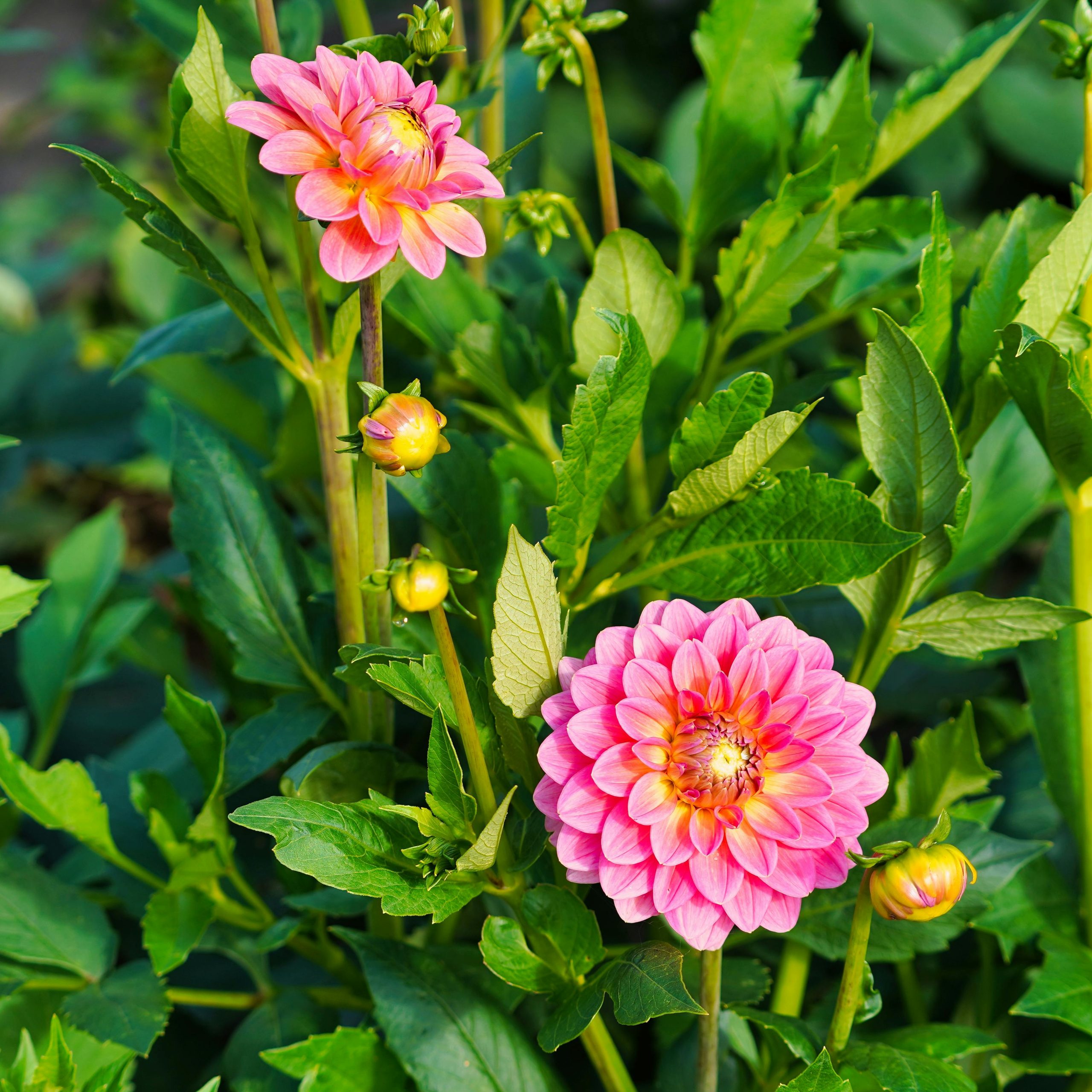 Bright pink dahlias flourish against lush green leaves in a Geesthacht garden.